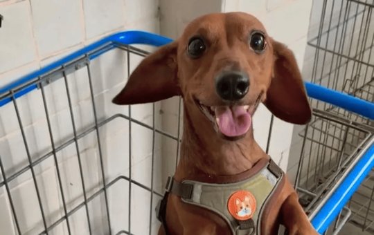 Cachorro é encontrado morto após ser esfaqueado e arremessado de janela