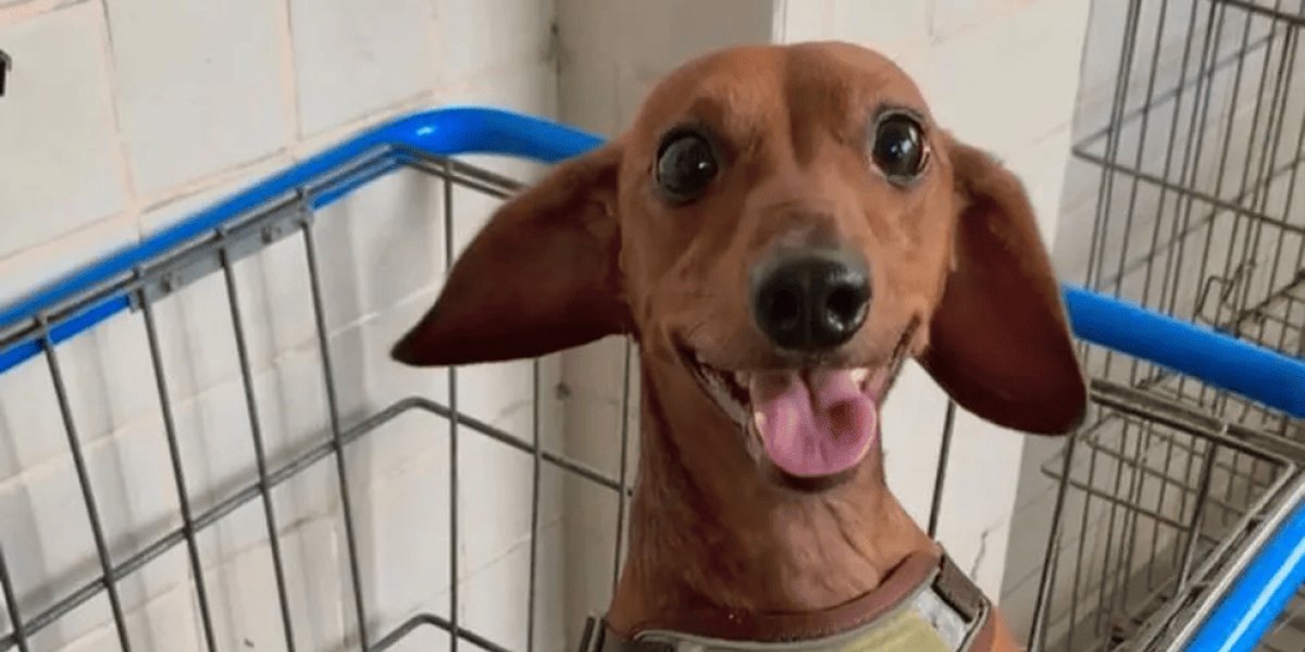 Cachorro é encontrado morto após ser esfaqueado e arremessado de janela