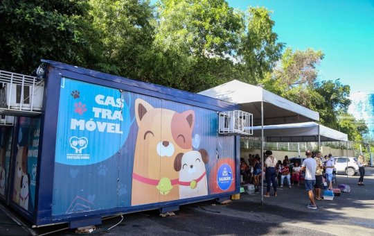 Prefeitura de Salvador faz castração gratuita de animais