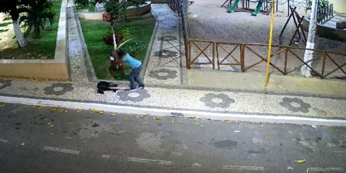 Homem ataca cachorro a pauladas em Itaberaba