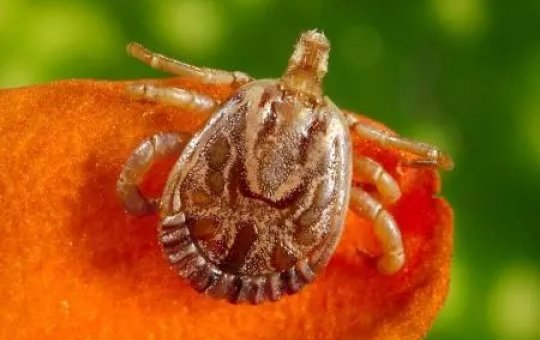 Saúde atualiza para 53 os casos de febre maculosa, com 8 mortes
