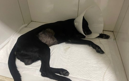 Cachorro que foi espancado com pauladas em Itaberaba já consegue ficar em pé