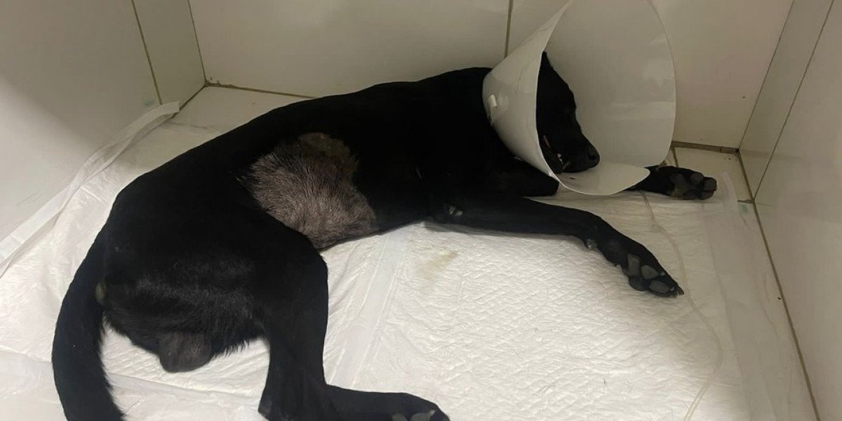 Cachorro que foi espancado com pauladas em Itaberaba já consegue ficar em pé