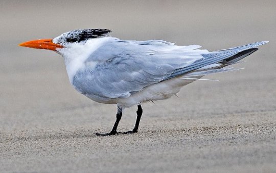 Bahia confirma o segundo caso de gripe aviária; não há registro em humanos