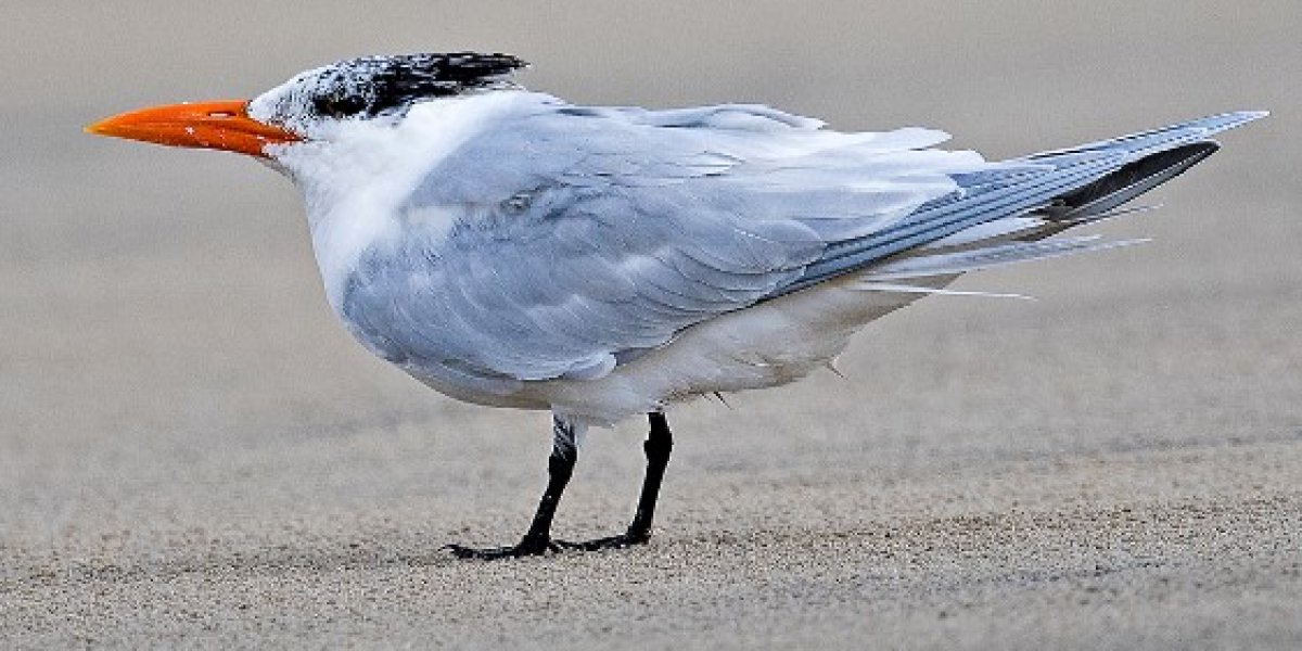 Bahia confirma o segundo caso de gripe aviária; não há registro em humanos