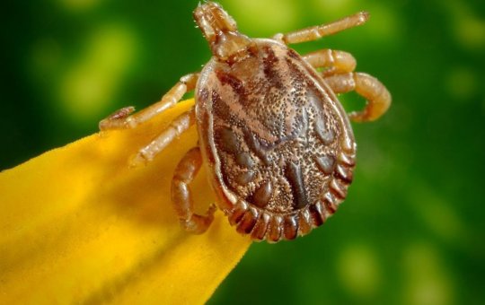 Saiba mais sobre a febre maculosa, que matou 4 pessoas em SP este mês