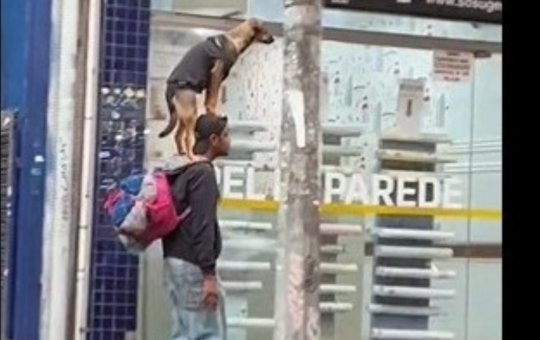 Homem viraliza nas redes após passeio 'inusitado' com cachorro