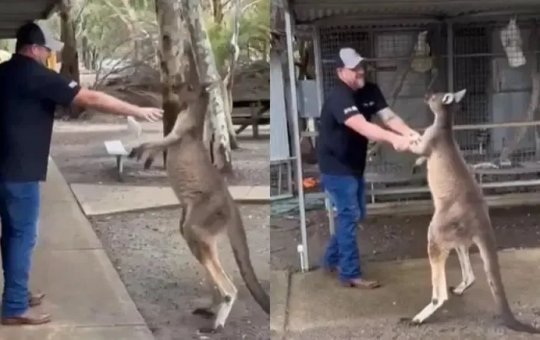 Canguru “luta” com turista em parque na Austrália e viraliza nas redes sociais