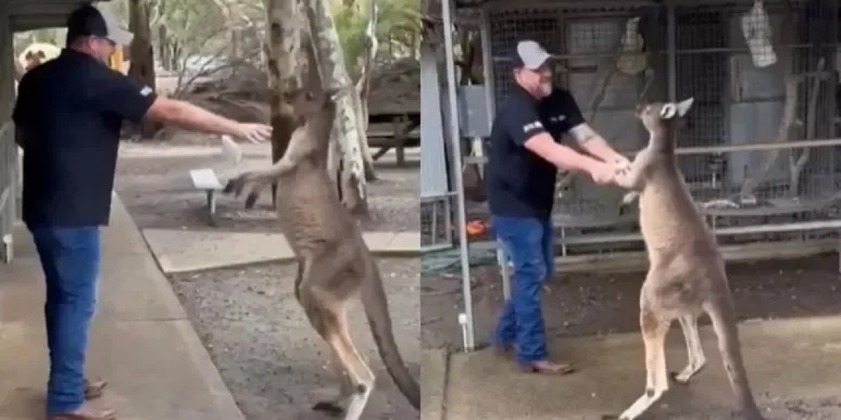 Canguru “luta” com turista em parque na Austrália e viraliza nas redes sociais
