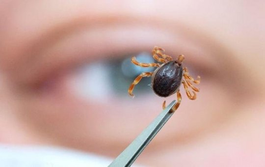 Mais dois municípios paulistas têm casos suspeitos de febre maculosa