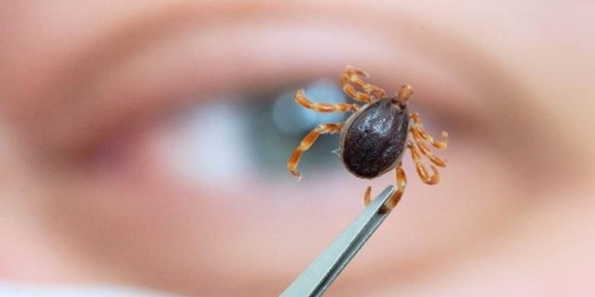 Mais dois municípios paulistas têm casos suspeitos de febre maculosa