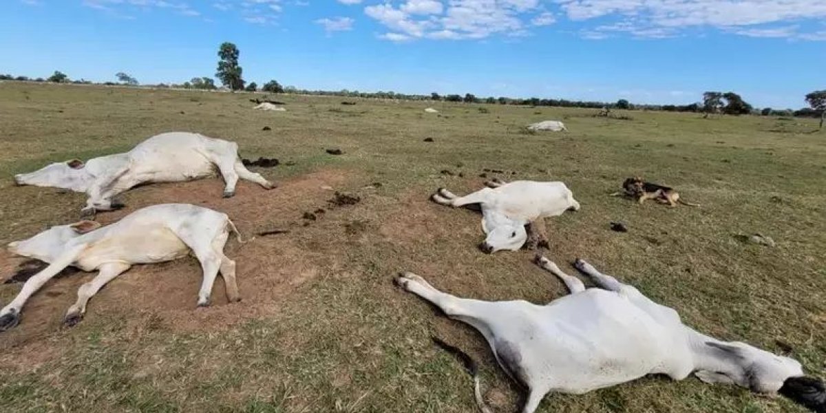 Mais de mil cabeças de gados morrem de frio em MS