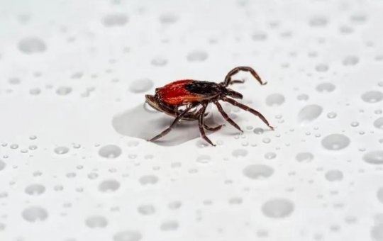 O que fazer se você for picado pelo carrapato da febre maculosa?