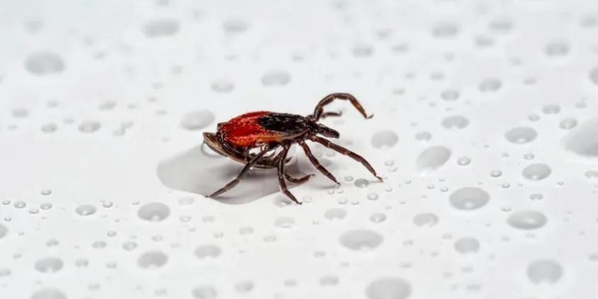 O que fazer se você for picado pelo carrapato da febre maculosa?