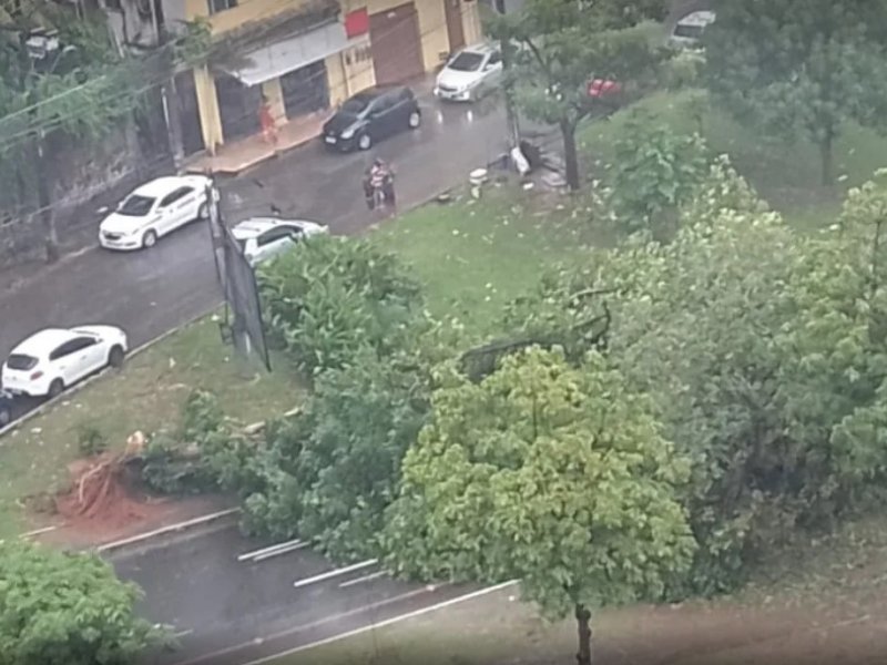 Árvore cai  e deixa pista parcialmente interditada na Avenida Garibaldi