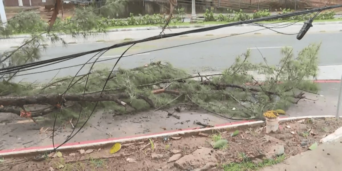 Com fortes chuvas e ventos, árvore cai na Avenida ACM