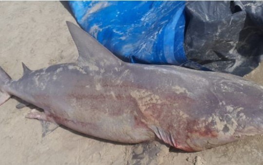 Homem é preso após pescar tubarão com risco de extinção