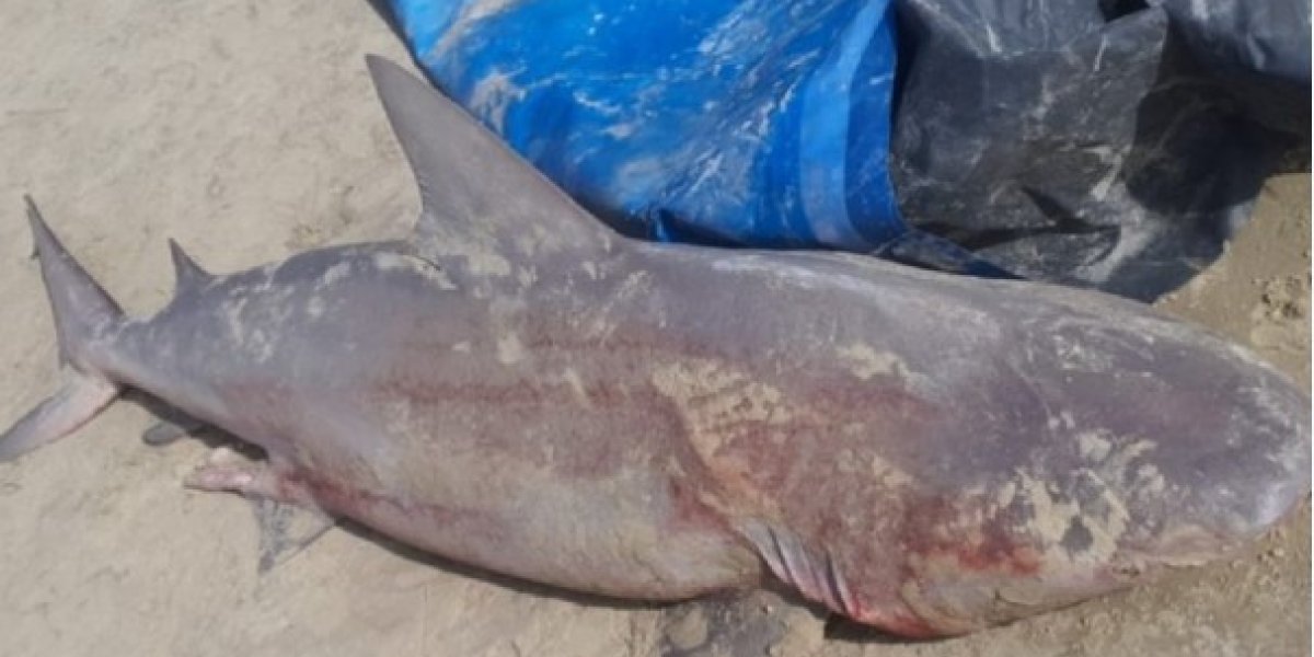 Homem é preso após pescar tubarão com risco de extinção