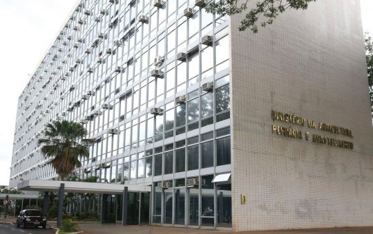 Brasil tem primeiro caso de influenza aviária em aves domésticas