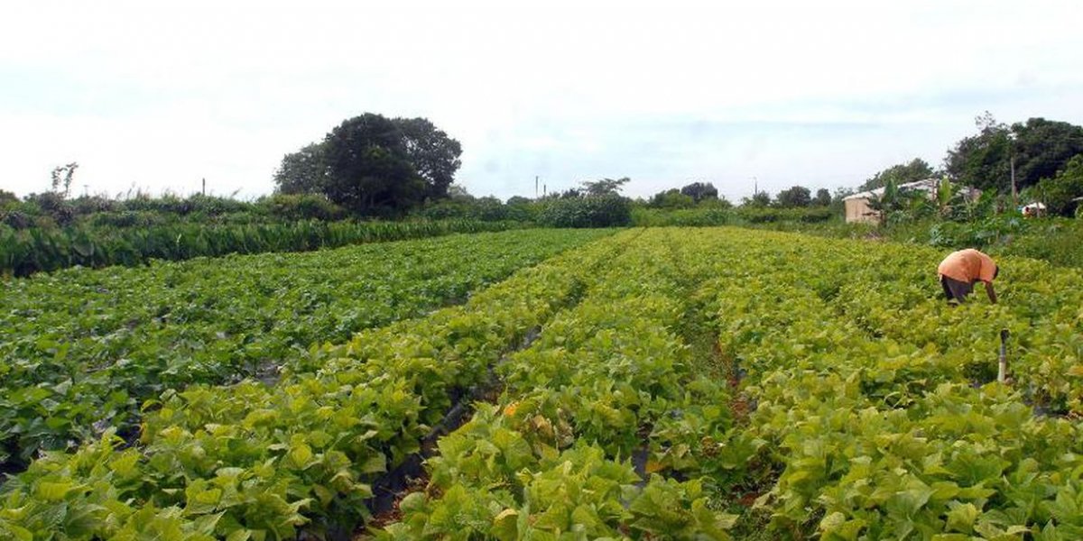 Conselho Monetário aprova medidas do Plano Safra