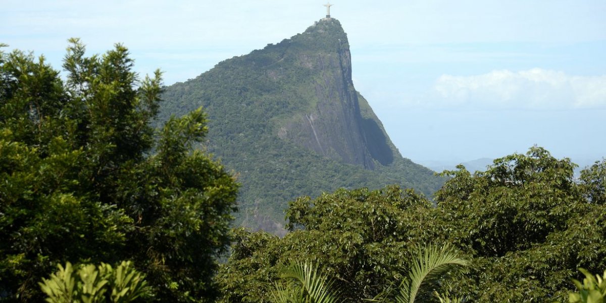 Estudos mostram benefícios das florestas para grandes cidades