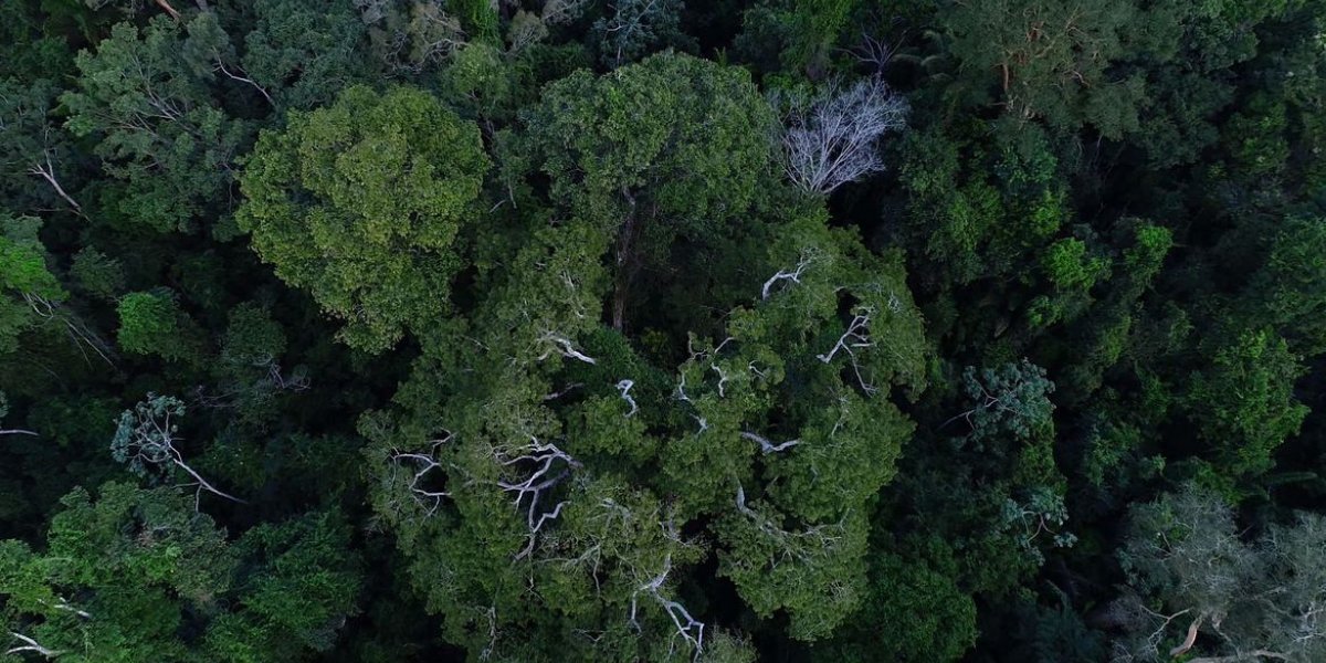 Brasil tem importante papel na redução das mudanças climáticas
