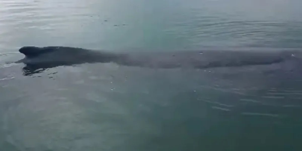 Baleia encalha na Baía de Todos-os-Santos; pescadores ajudam no resgate