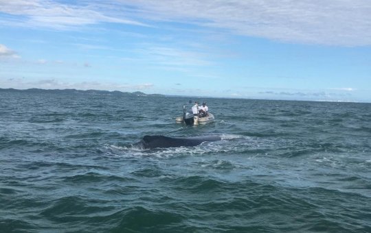 Baleia encalha em banco de areia de praia em São Francisco do Conde