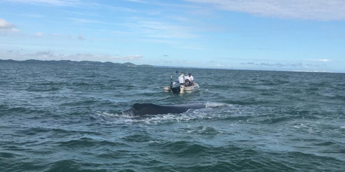 Baleia encalha em banco de areia de praia em São Francisco do Conde