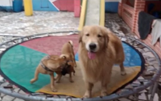 Idosa tem filhotes de cachorro roubados após ter casa invadida enquanto viajava