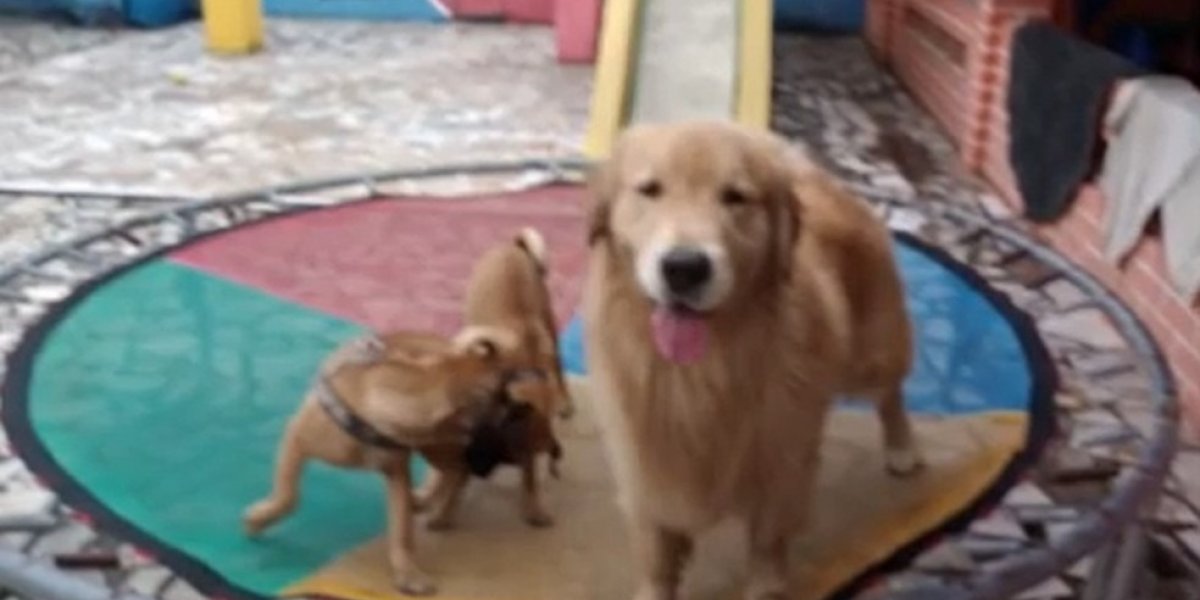 Idosa tem filhotes de cachorro roubados após ter casa invadida enquanto viajava