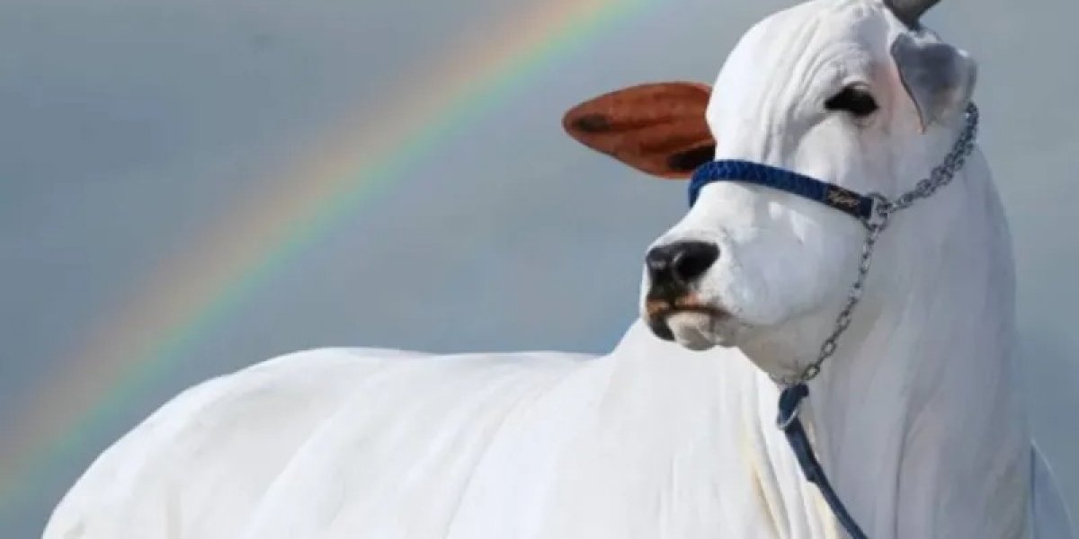 Vaca mais valiosa do mundo é brasileira e tem rotina de 'skincare'