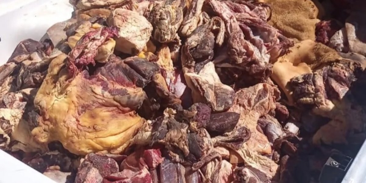 Uma tonelada de carne podre é apreendida em açougues e frigoríficos na Bahia