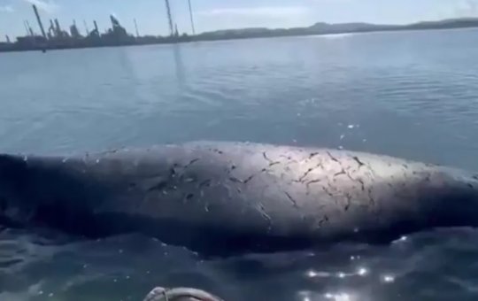 Baleia encalhada é encontrada na Todos-os-Santos, em Madre de Deus