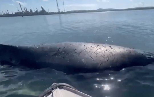 Morre baleia que encalhou em São Francisco do Conde