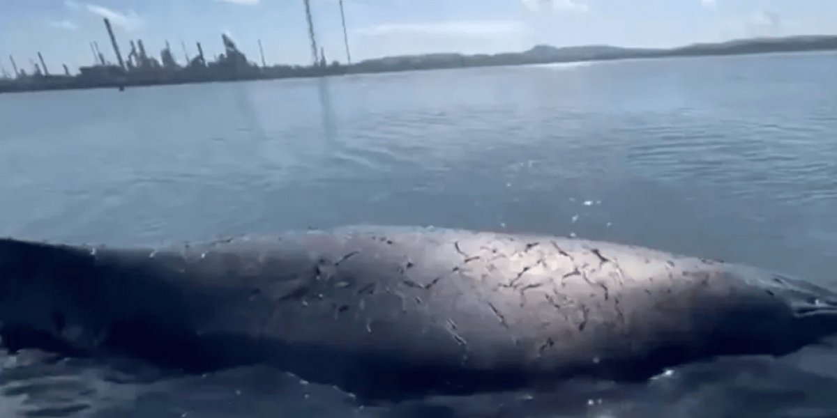 Morre baleia que encalhou em São Francisco do Conde