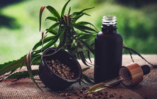 STJ autoriza três pacientes a cultivarem cannabis para fins medicinais