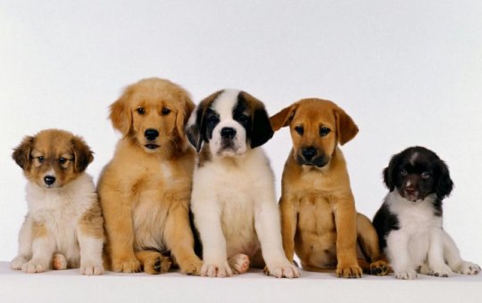 Shopping Bela Vista terá feira de adoção pet no sábado