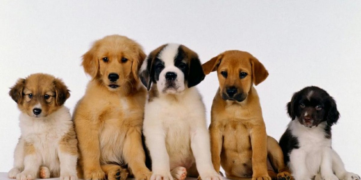 Shopping Bela Vista terá feira de adoção pet no sábado