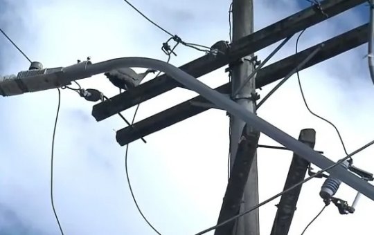 Galinha sobe em poste e causa tensão na Feira de São Joaquim