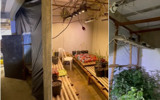 Produtor musical é preso após ter estufa de maconha descoberta pela polícia