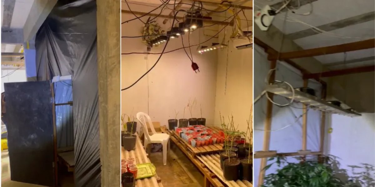 Produtor musical é preso após ter estufa de maconha descoberta pela polícia