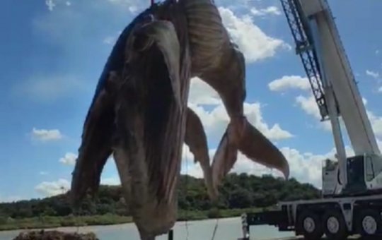 Carcaça da baleia que encalhou diversas vezes é retirada do mar