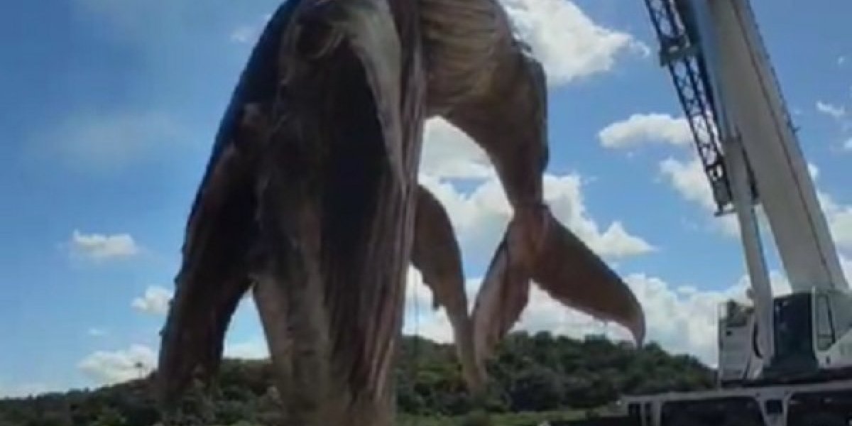 Carcaça da baleia que encalhou diversas vezes é retirada do mar