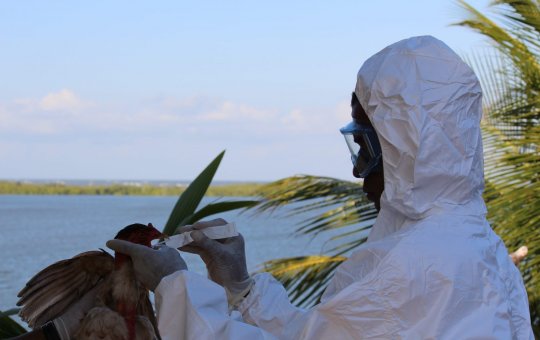 Bahia decreta emergência zoossanitária para gripe aviária H5N1