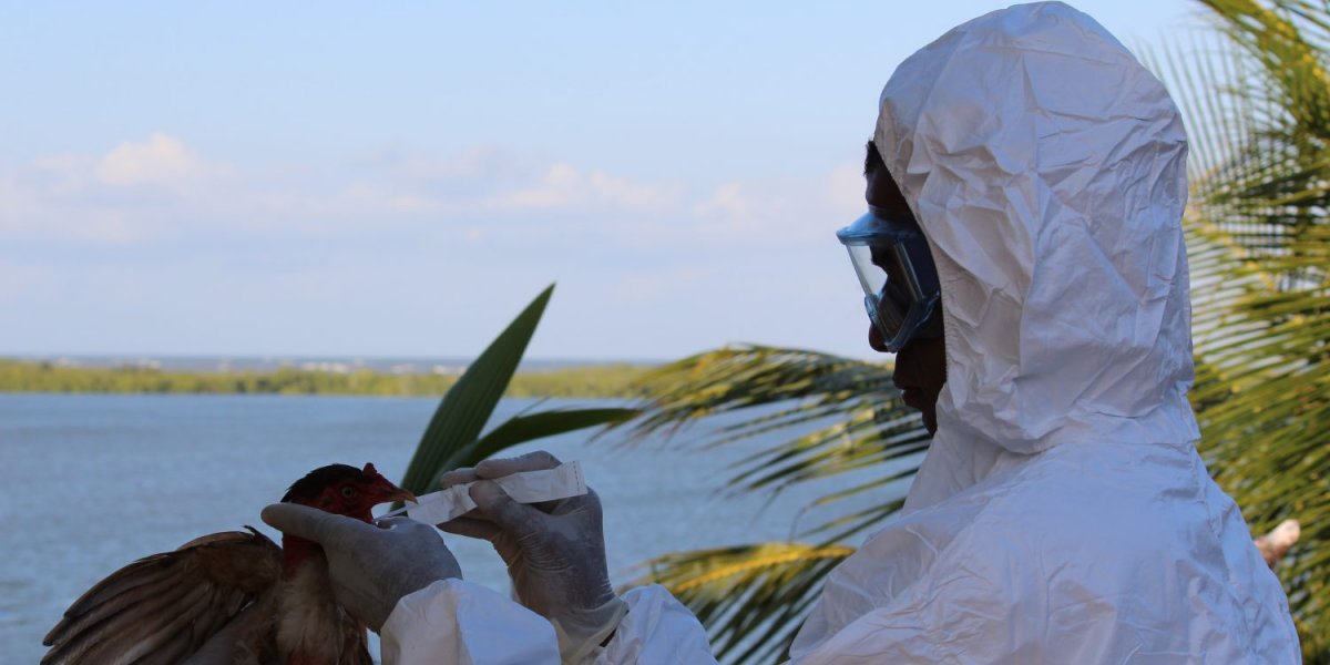 Bahia decreta emergência zoossanitária para gripe aviária H5N1