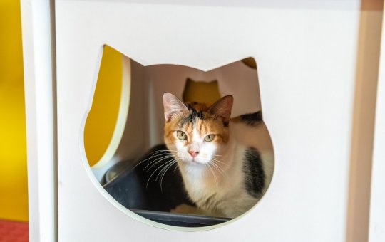 Feira de adoção de gatos é realizada no Shopping da Bahia
