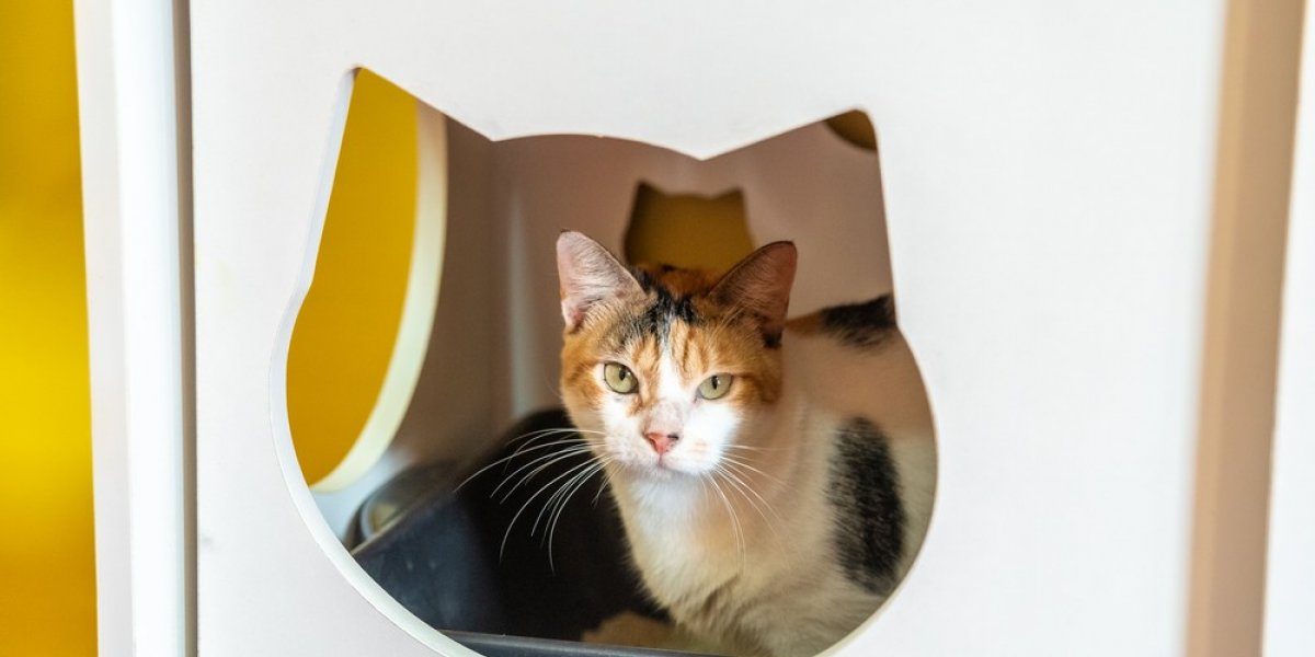 Feira de adoção de gatos é realizada no Shopping da Bahia