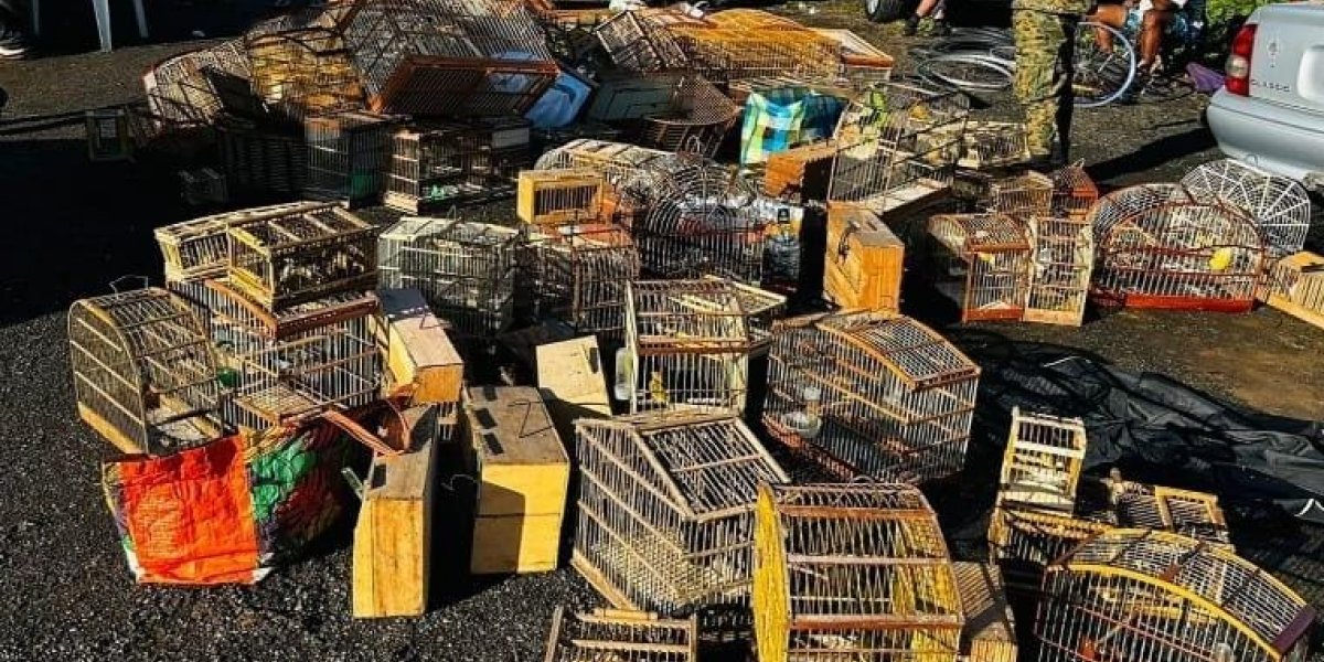 Cerca de 240 aves silvestres são resgatadas em feira livre de Simões Filho