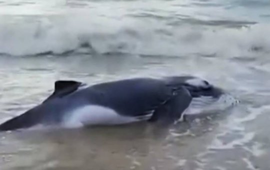 Filhote de jubarte encalhou em praia no extremo sul da Bahia